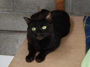 Molly Bild von Molly