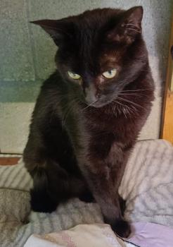 Molly Bild von Molly