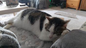 Bild von Nala