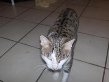 Tigris Bild von Tigris