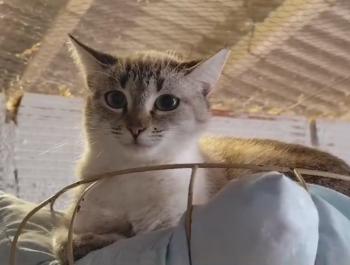 Freia Bild von Freia