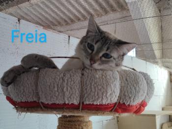 Freia Bild von Freia