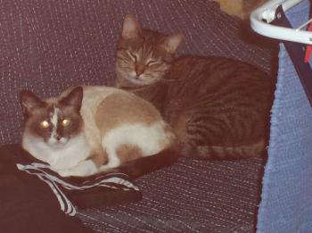 Chatri mit Sarah Bild von Chatri