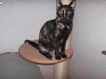 Dalila Bild von Dalila