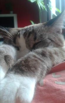 Bild von Mina