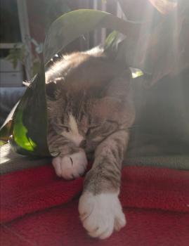 Bild von Mina