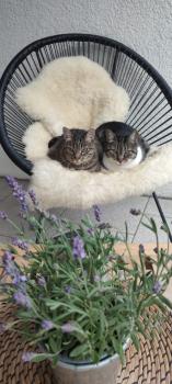 Bild von Cyntia