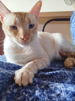 Bild von Finch