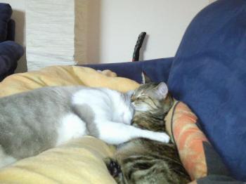 Merlin und Freund Bild von Merlin