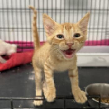 Micho Bild von Micho