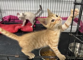 Micho Bild von Micho