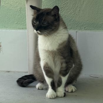 Bild von Elsa