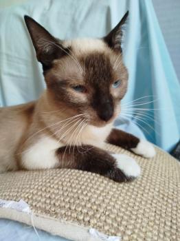 Morgana Bild von Morgana