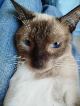 Morgana Bild von Morgana