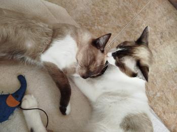 Morgana Bild von Morgana