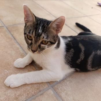 Homer Bild von Homer