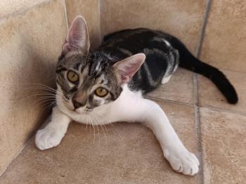 Homer Bild von Homer