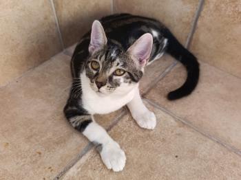 Homer Bild von Homer