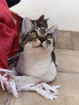 Homer Bild von Homer