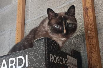 Lluna Bild von Lluna