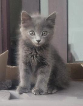 Neni Bild von Neni