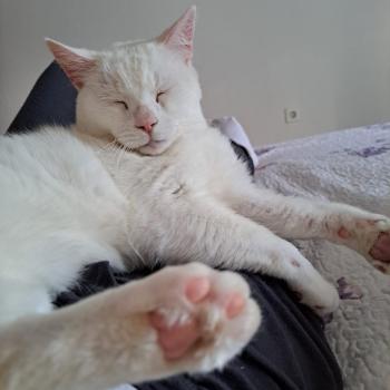 Bild von Yeti