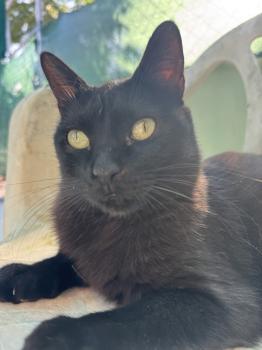Bild von Nahla