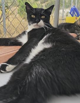 Smoking Bild von Smoking