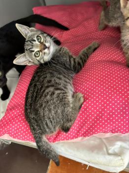 Parchis Bild von Parchis