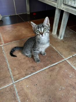 Parchis Bild von Parchis