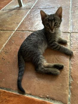 Parchis Bild von Parchis