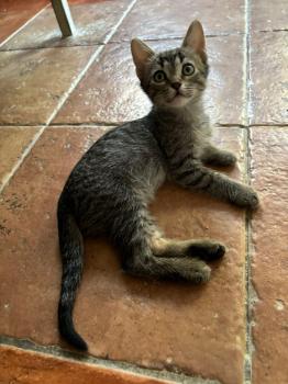 Parchis Bild von Parchis