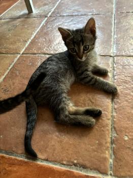 Parchis Bild von Parchis