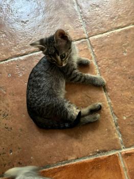 Parchis Bild von Parchis