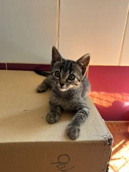 Parchis Bild von Parchis