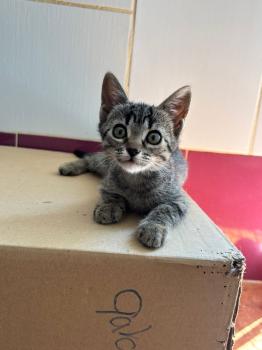 Parchis Bild von Parchis