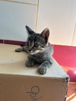 Parchis Bild von Parchis