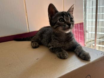 Parchis Bild von Parchis