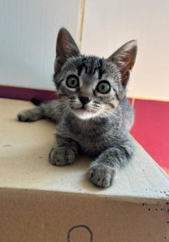 Parchis Bild von Parchis