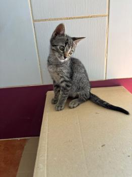 Parchis Bild von Parchis