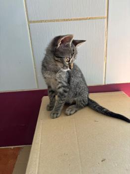 Parchis Bild von Parchis