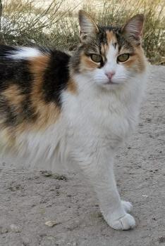 Lily Bild von Lily