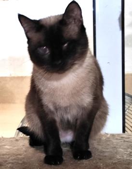 Bild von Silvana