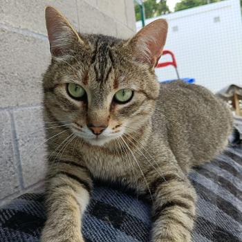 Blasete Bild von Blasete