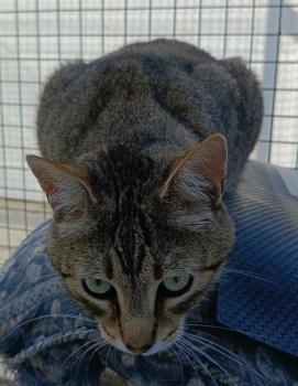 Blasete Bild von Blasete