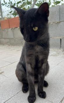 Mitty Bild von Mitty