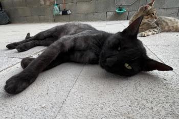 Mitty Bild von Mitty