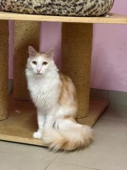 Nacho Bild von Nacho