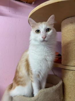 Nacho Bild von Nacho