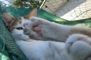 Bild von Chica